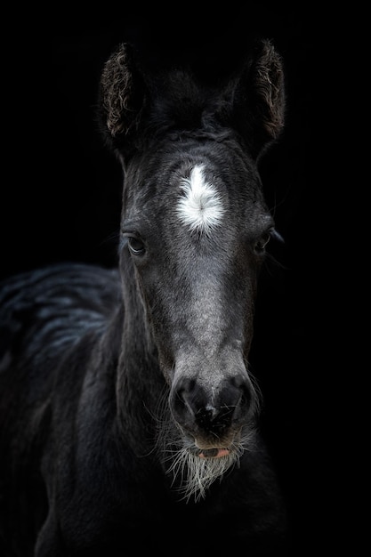 Retrato de cabeza de un caballo negro con fondo negro Potro negro con punto blanco