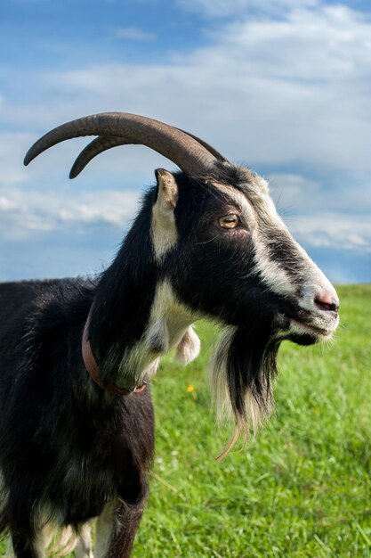 Foto retrato de la cabeza de una cabra mirando fijamente a las mascotas del marco