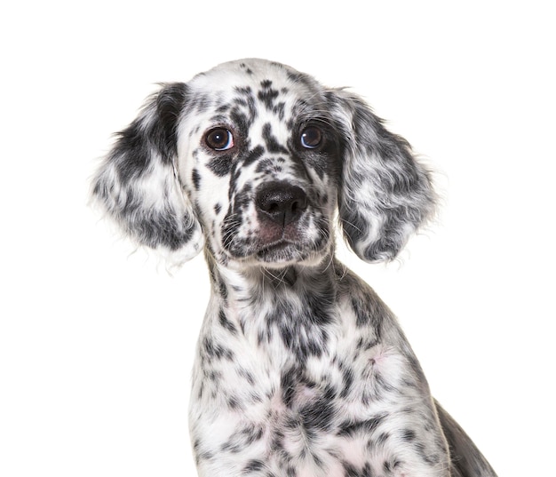 retrato de la cabeza de un cachorro setter inglés manchado en blanco y negro de dos meses de edad