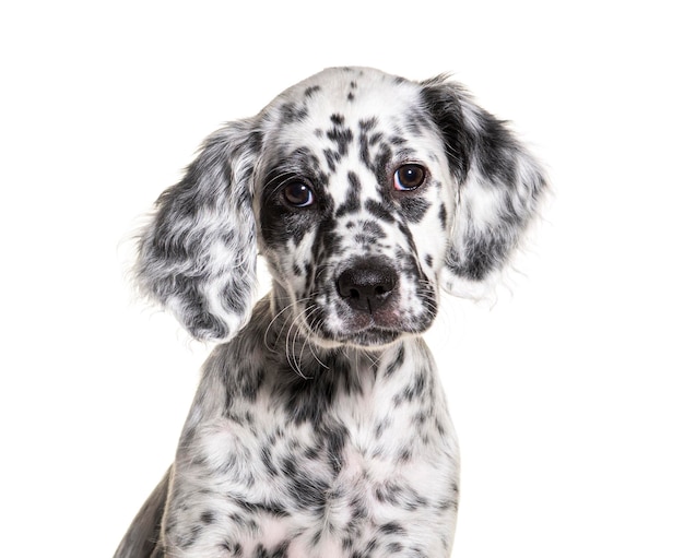 retrato de la cabeza de un cachorro setter inglés manchado en blanco y negro de dos meses de edad