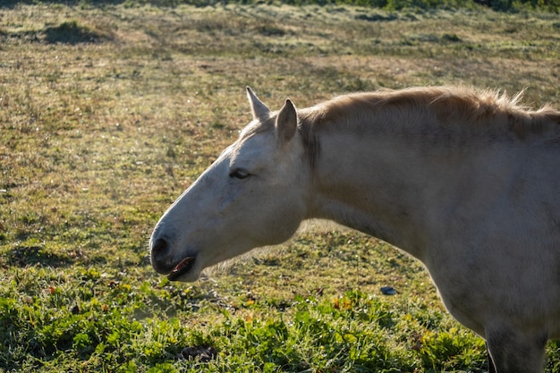 Retrato de la cabeza y el cuello de un caballo