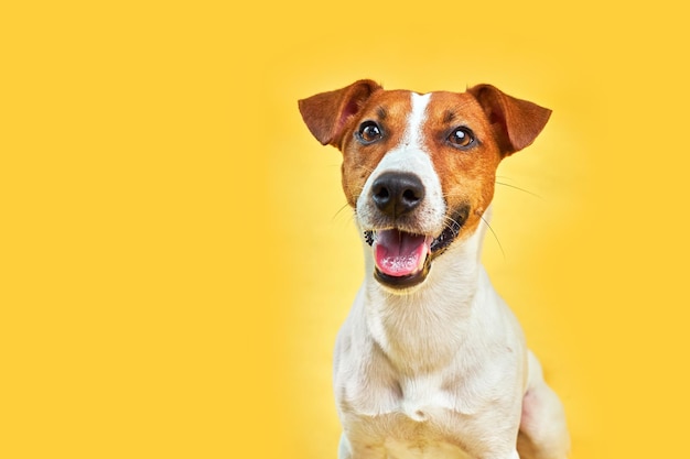 El retrato de la cabeza del lindo y gracioso perro Jack Russell Terrier