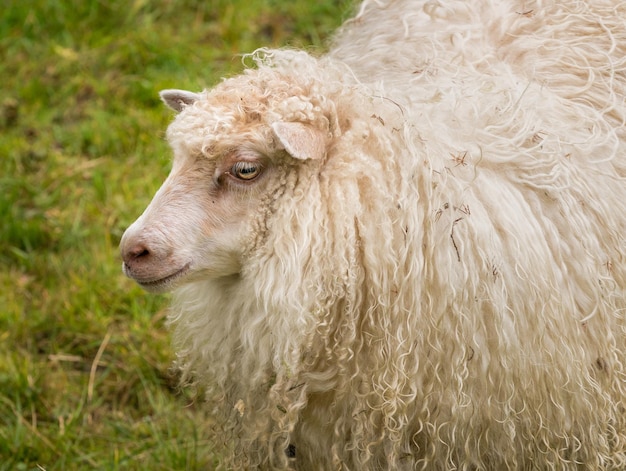 Retrato de cabeza de oveja con lana blanca larga en tierras de cultivo noruegas