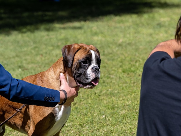 Foto retrato de cabeza de un perro boxer de pura raza sostenido por su dueño en una exposición canina