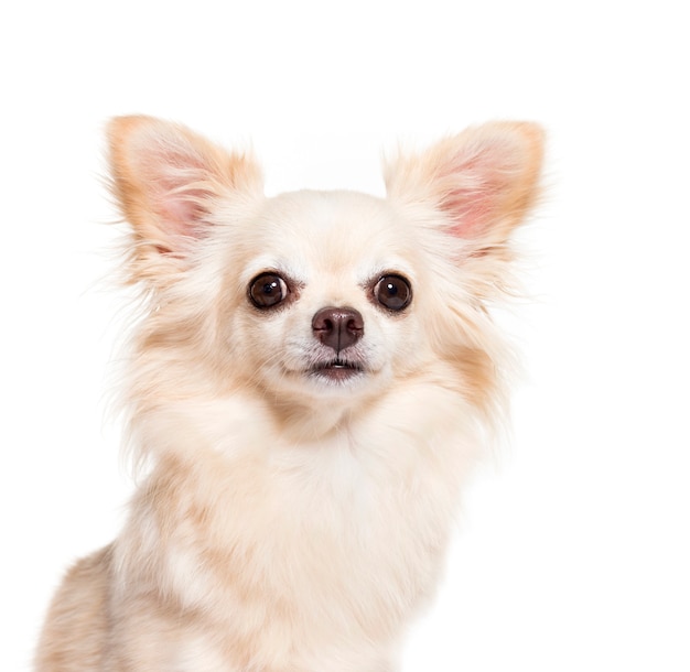 Retrato de una cabeza de un perro Chihuahua, aislado