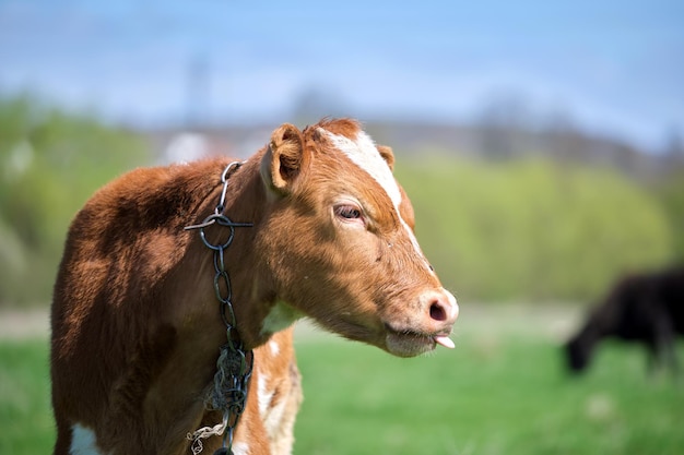 Retrato de cabeza de ternero joven pastando en pastos de granja verde en el día de verano. Alimentación del ganado en pastizales de tierras de cultivo.