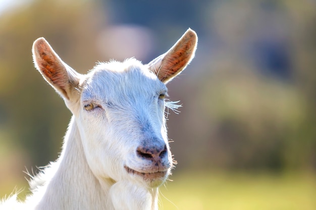 Retrato de cabra blanca con barba en bokeh borrosa. Concepto de agricultura de animales útiles.
