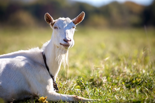 Retrato de cabra blanca con barba en un campo