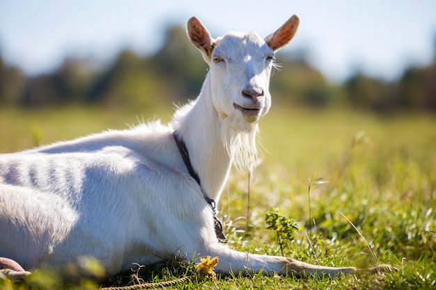 Retrato de cabra blanca con barba. Concepto de agricultura de animales útiles.