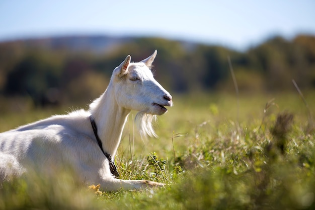 Retrato de cabra blanca con barba sobre fondo bokeh borrosa. Concepto de agricultura de animales útiles.