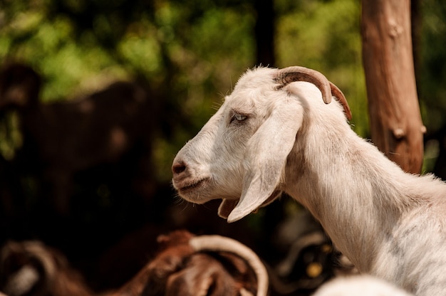 Retrato de una cabra blanca con cuernos pequeños al aire libre