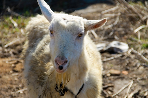 Retrato de cabra blanca vieja