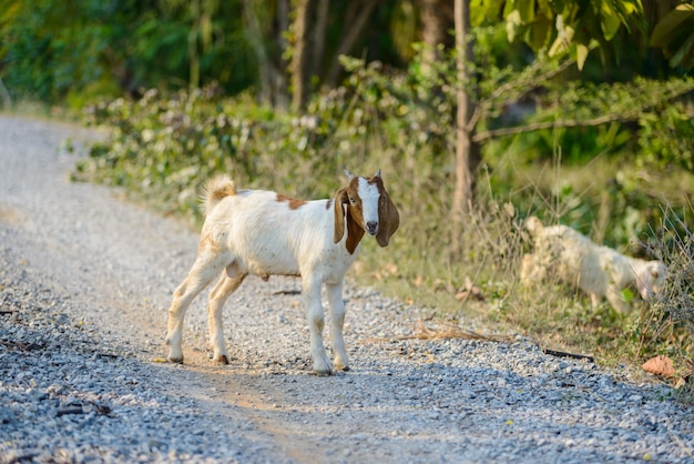 Retrato de cabra en la carretera