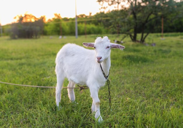 retrato, de, cabra, comida, un, pasto o césped, en, pradera