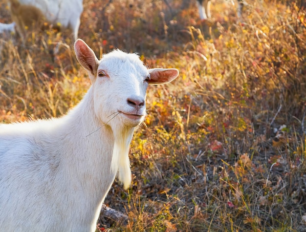 Retrato de una cabra pastando en un pasto de montaña de otoño.