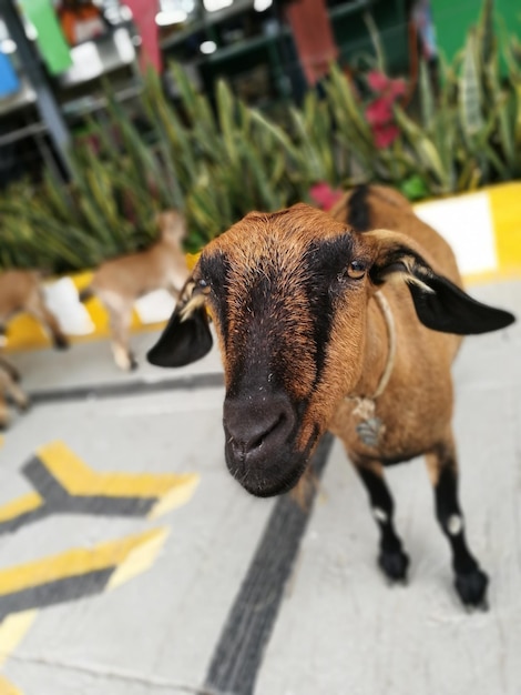 Foto retrato de una cabra de pie en un sendero