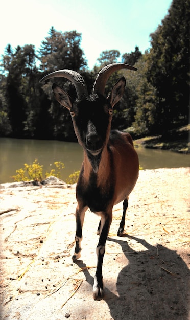 Foto retrato de una cabra de pie en tierra