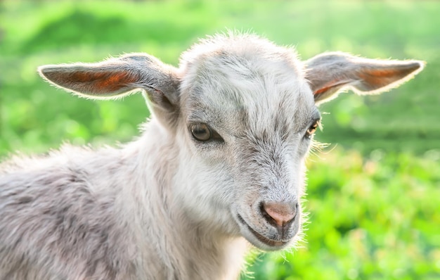 Retrato de una cabra en un prado verde