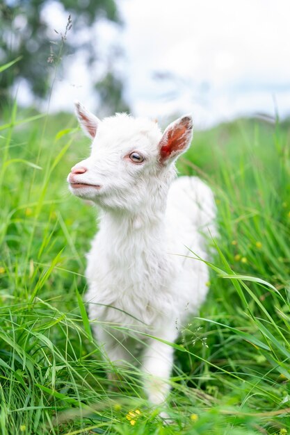 Retrato de cabrito en el campo verde