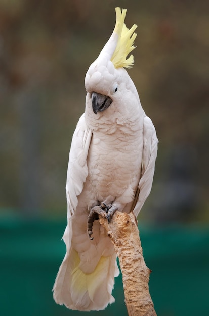 Foto retrato de la cacatúa blanca la cacatúa blanca también conocida como la cacatúa paraguas