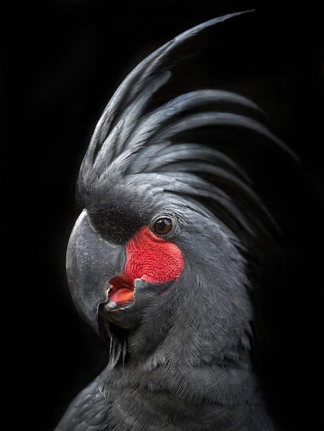 Retrato de una cacatúa negra