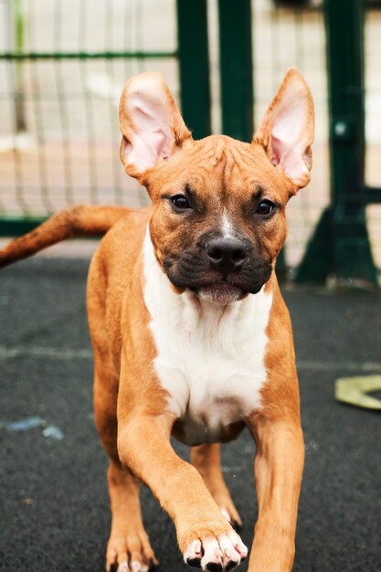 Retrato de cachorro de American Staffordshire Terrier. Perro feliz corriendo a caminar