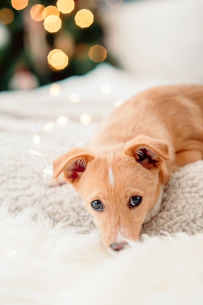 Retrato de un cachorro beige con el telón de fondo de las luces de Año Nuevo