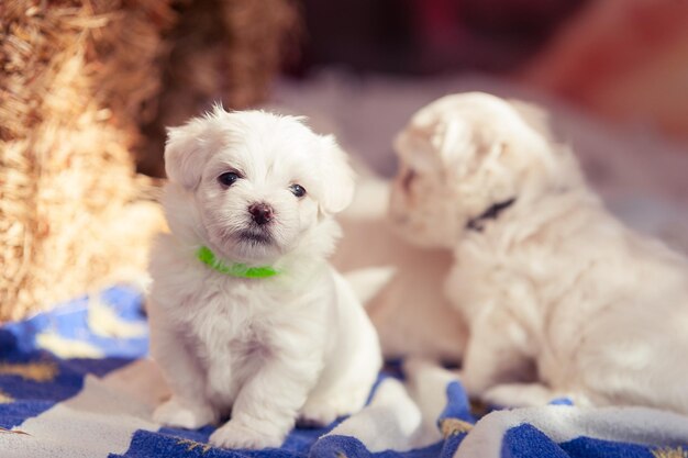 Foto retrato de un cachorro blanco