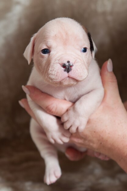 Foto retrato de cachorro de bulldog americano pequeño