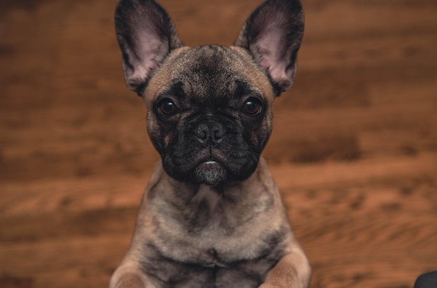 Retrato de cachorro de bulldog francés de cerca