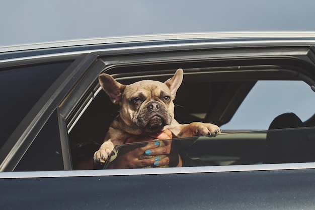 Retrato de un cachorro de bulldog francés fuera de la ventana de un coche al sol