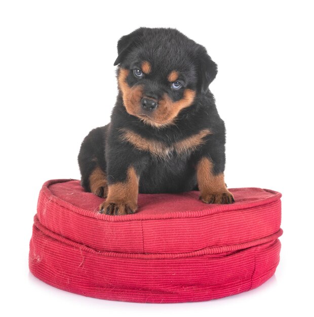 Foto retrato de un cachorro en una cama de mascota sobre un fondo blanco