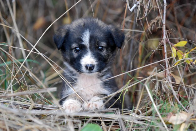 Retrato de un cachorro en el campo