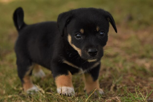 Retrato de un cachorro en el campo