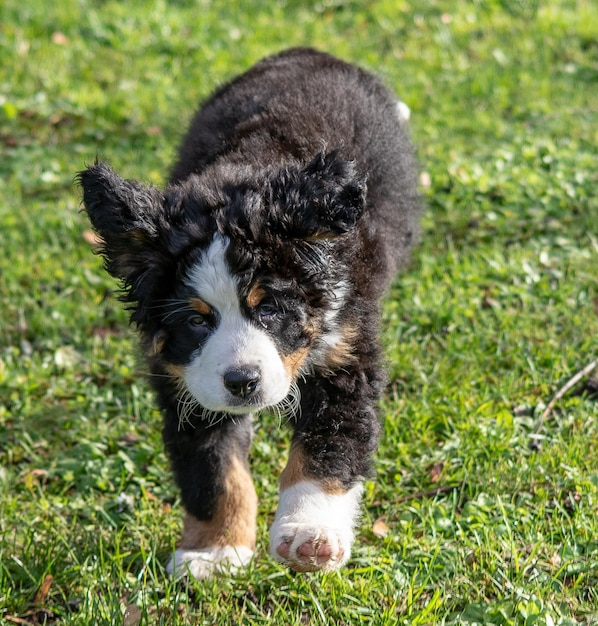 Foto retrato de un cachorro en el campo