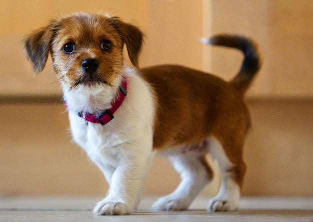 Retrato de un cachorro en casa