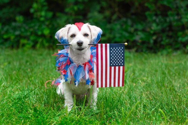 Foto retrato de un cachorro en el césped