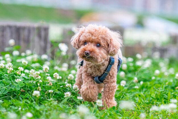 Retrato de un cachorro en el césped