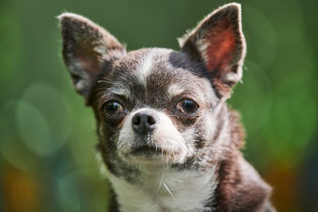 Retrato de cachorro de Chihuahua, perrito en el jardín. Pequeño perrito lindo en la hierba. Raza chihuahua de pelo corto.