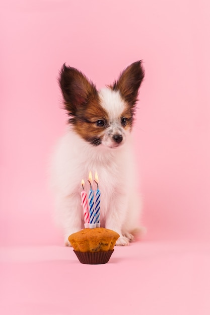 Retrato de un cachorro con un cupcake