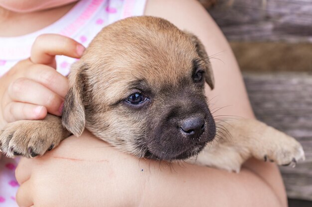 Retrato de un cachorro Esta es una mascota muy cariñosa y maravillosa.