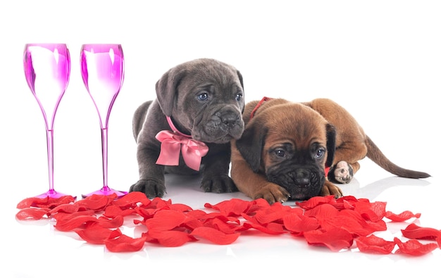 Retrato de un cachorro con flores contra un fondo blanco