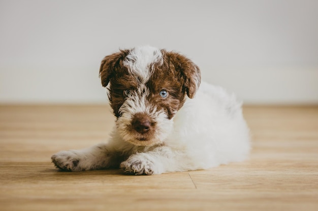 Retrato de un cachorro Fox Terrier