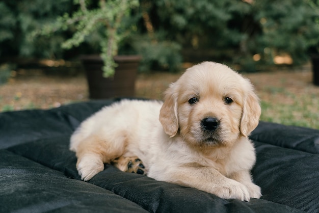 Retrato de cachorro Golden Retriever acostado en la cama en el jardín