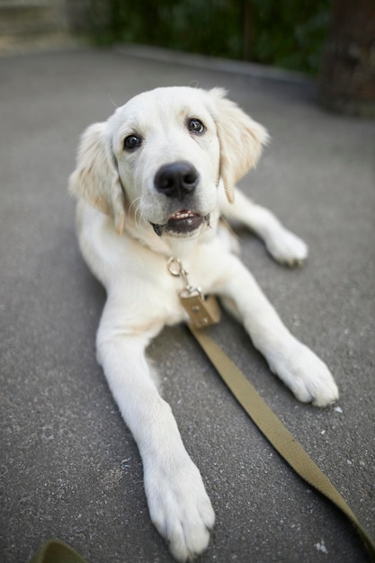 retrato de un cachorro golden retriever. Primer plano lindo cachorro