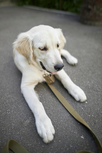 retrato de un cachorro golden retriever. Primer plano lindo cachorro