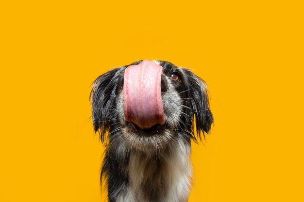 Foto retrato de un cachorro hambriento lamiéndose los labios con la lengua y mirando a la cámara aislada sobre fondo amarillo