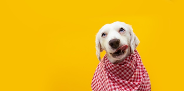 Retrato de cachorro hambriento listo para comer lamiendo con lengua sus labios.