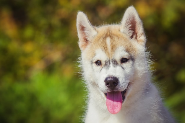 Retrato de un cachorro de Husky siberiano caminando en el patio. Un pequeño cachorro lindo de perro husky siberiano al aire libre