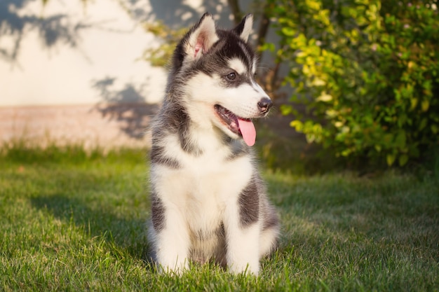 Retrato de un cachorro de Husky siberiano caminando en el patio.